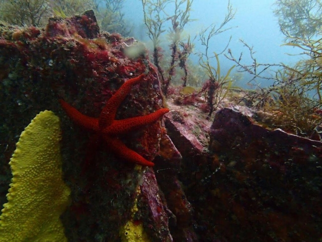 Estrella marina de color rojo.JPG